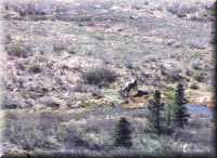 Caribou
