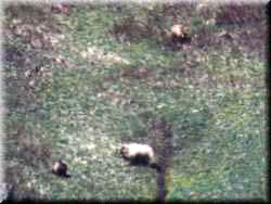 Grizzlies