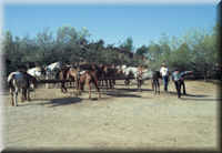 Stables