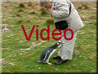 Penquin Video