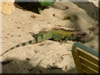 Iguana